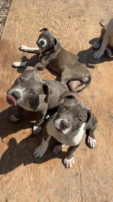 Bully pups - Photo 3