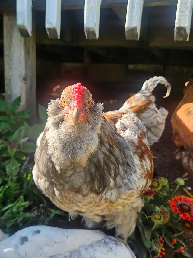 FREE Rooster