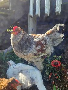 FREE Rooster - Photo 2