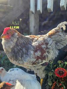 FREE Rooster - Photo 3