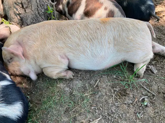 Kunekune breeding quality boarling