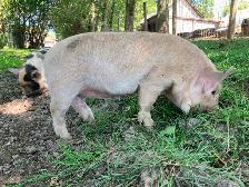 Kunekune breeding quality boarling - Photo 2