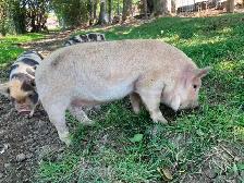 Kunekune breeding quality boarling - Photo 3
