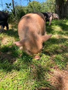 Kunekune breeding quality boarling - Photo 4