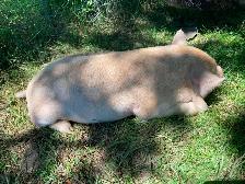Kunekune breeding quality boarling - Photo 5
