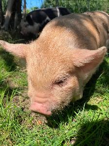 Kunekune breeding quality boarling - Photo 6