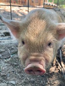 Kunekune breeding quality boarling - Photo 7