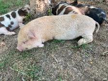 Kunekune breeding quality boarling - Photo 8