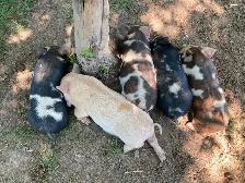 Kunekune breeding quality boarling - Photo 9