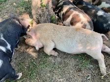 Kunekune breeding quality boarling - Photo 10