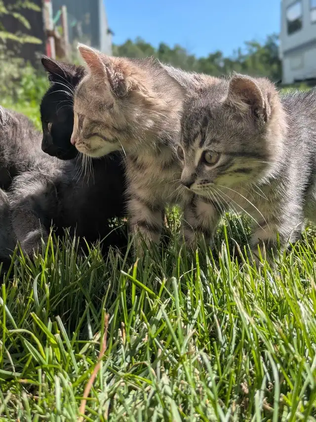 Kittens for sale