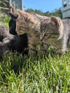 Kittens for sale