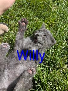 Kittens for sale - Photo 2