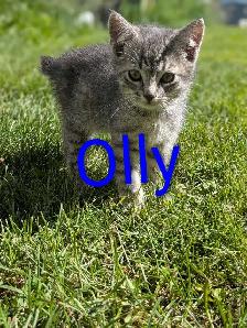 Kittens for sale - Photo 3