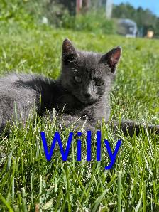 Kittens for sale - Photo 4