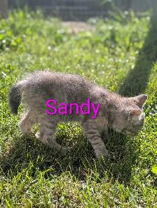 Kittens for sale - Photo 5