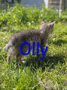 Kittens for sale - Photo 6