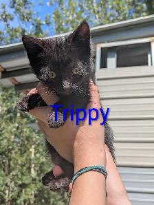 Kittens for sale - Photo 7
