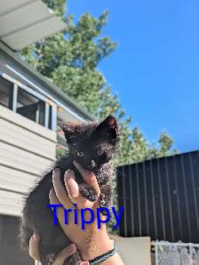 Kittens for sale - Photo 8