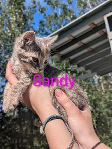 Kittens for sale - Photo 9