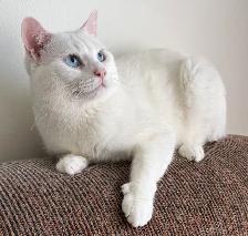 Adorable chaton British Shorthair
