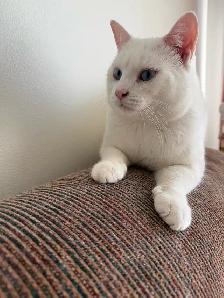 Adorable chaton British Shorthair - Photo 2