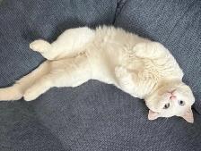 Adorable chaton British Shorthair - Photo 3