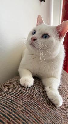 Adorable chaton British Shorthair - Photo 4