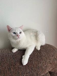Adorable chaton British Shorthair - Photo 5