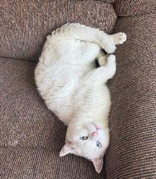 Adorable chaton British Shorthair - Photo 6