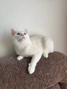Adorable chaton British Shorthair - Photo 7