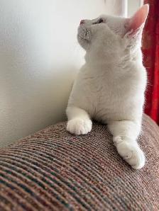 Adorable chaton British Shorthair - Photo 8