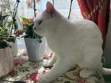 Adorable chaton British Shorthair - Photo 9