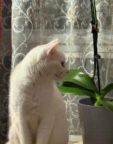 Adorable chaton British Shorthair - Photo 10