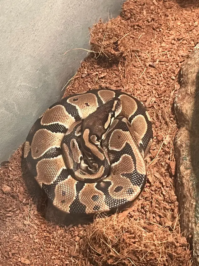 Ball Python - 2 Year Old Male