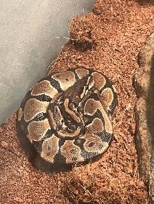 Ball Python - 2 Year Old Male