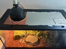 Ball Python - 2 Year Old Male - Photo 2