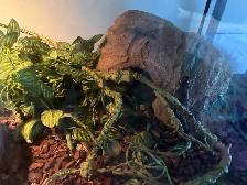 Ball Python - 2 Year Old Male - Photo 3