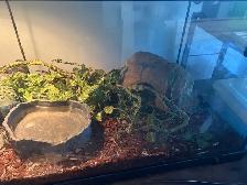 Ball Python - 2 Year Old Male - Photo 4