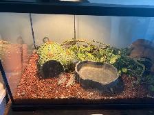Ball Python - 2 Year Old Male - Photo 5