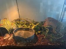 Ball Python - 2 Year Old Male - Photo 6