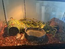 Ball Python - 2 Year Old Male - Photo 7