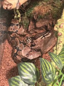 Ball Python - 2 Year Old Male - Photo 8
