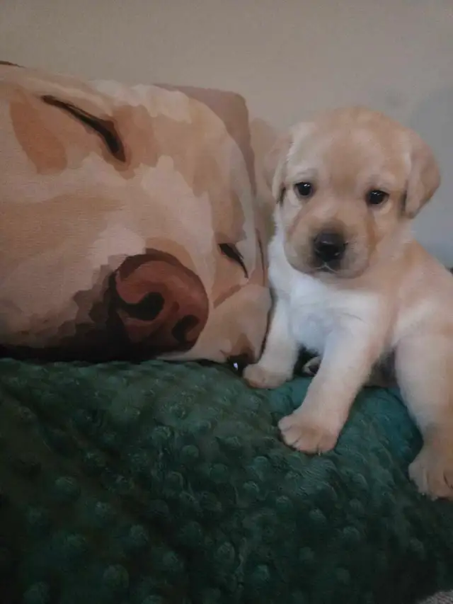 Labrador Retriever Puppies