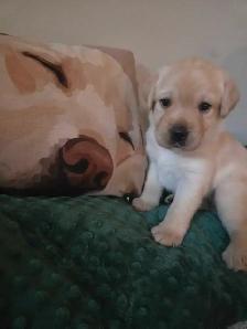 Labrador Retriever Puppies
