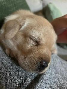 Labrador Retriever Puppies - Photo 2