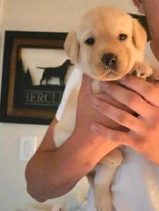 Labrador Retriever Puppies - Photo 3