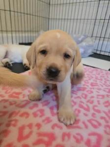 Labrador Retriever Puppies - Photo 4