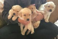 Labrador Retriever Puppies - Photo 5