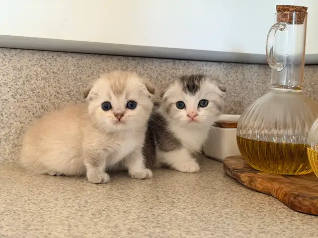 Munchkin Scottish Fold Kittens (Boy&Girl)